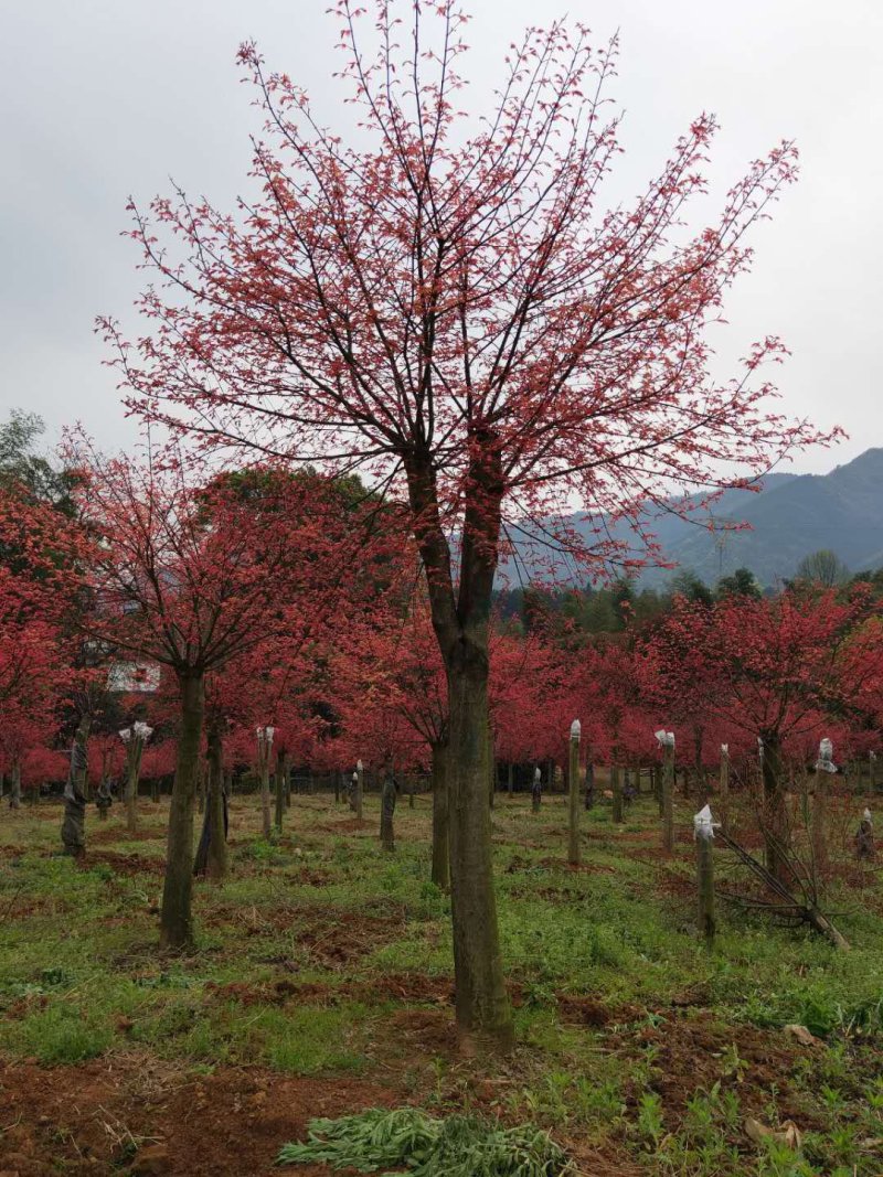 红枫