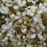 翠冠梨花粉，晚秋黄梨花粉，金顶梨花粉，红香酥梨花粉，元黄