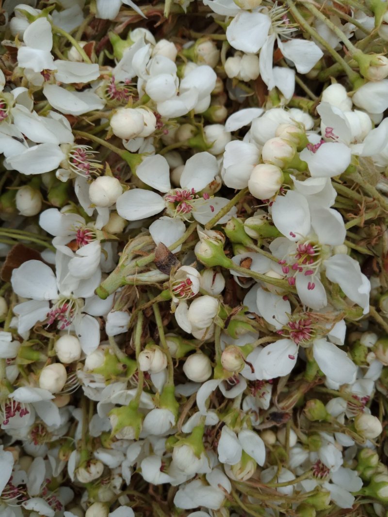 翠冠梨花粉，晚秋黄梨花粉，金顶梨花粉，红香酥梨花粉，元黄