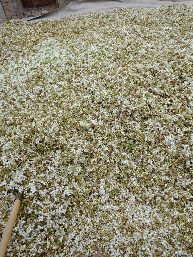 翠冠梨花粉，晚秋黄梨花粉，金顶梨花粉，红香酥梨花粉，元黄
