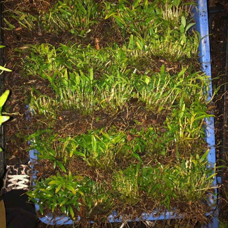 原产地石斛正宗铁皮石斛霍山石斛产地直销常年供应
