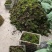 原产地石斛正宗铁皮石斛霍山石斛产地直销常年供应