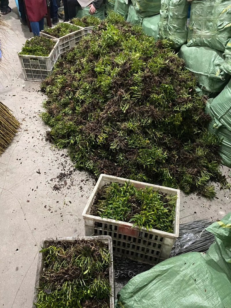 原产地石斛正宗铁皮石斛霍山石斛产地直销常年供应
