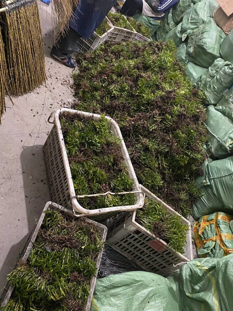 原产地石斛正宗铁皮石斛霍山石斛产地直销常年供应