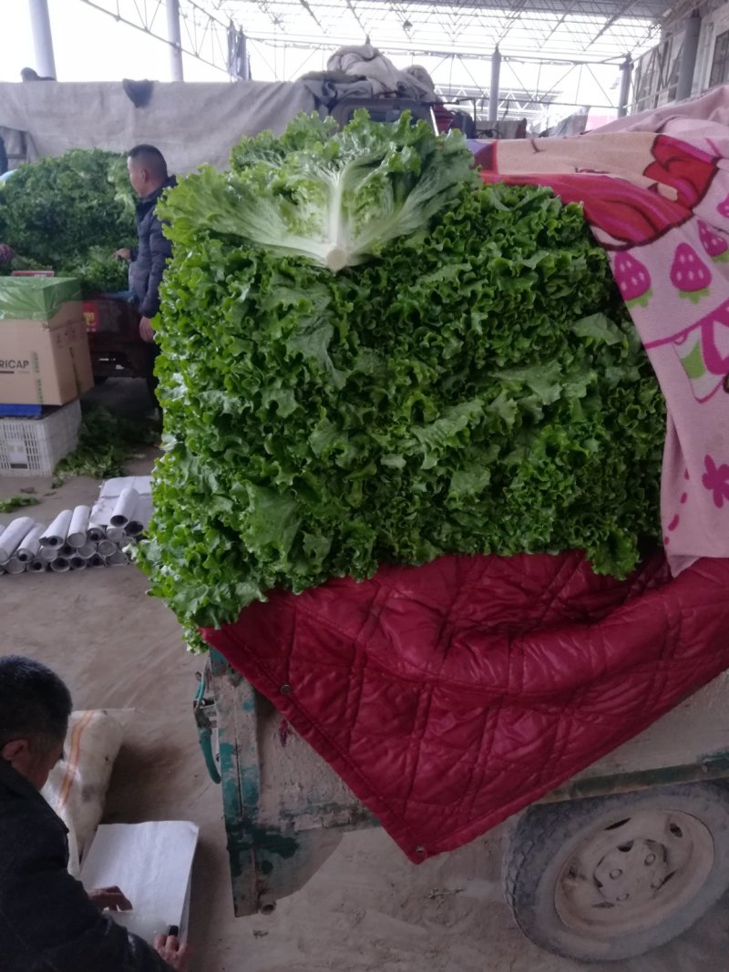 河北邯郸生菜青叶黄叶小叶单棵6-8两发往全国各地