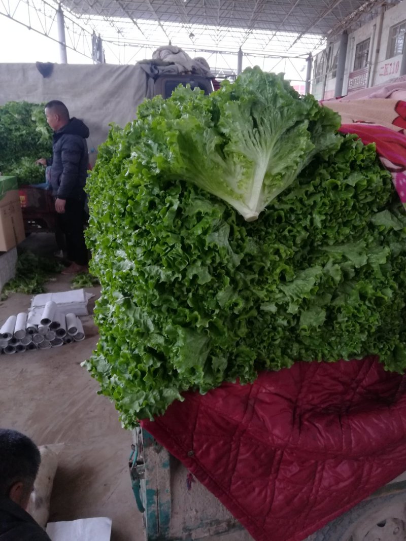 河北邯郸生菜青叶黄叶小叶单棵6-8两发往全国各地
