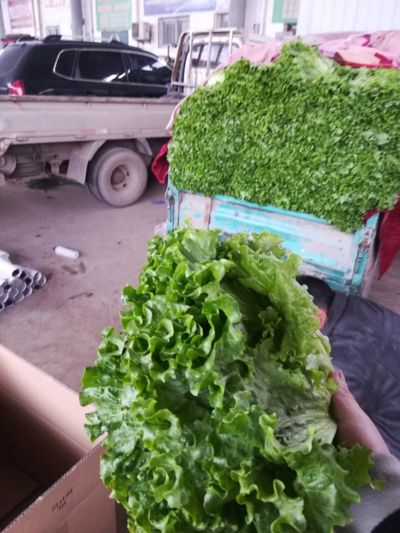 河北邯郸生菜青叶黄叶小叶单棵6-8两发往全国各地
