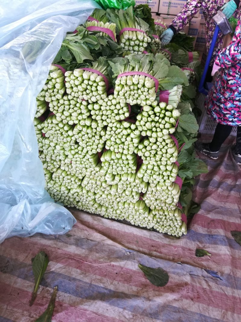 河北精品小白菜/叶片鲜亮/根茎青绿/对接商超产地直发