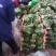 河北精品小白菜/叶片鲜亮/根茎青绿/对接商超产地直发