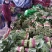 河北精品小白菜/叶片鲜亮/根茎青绿/对接商超产地直发