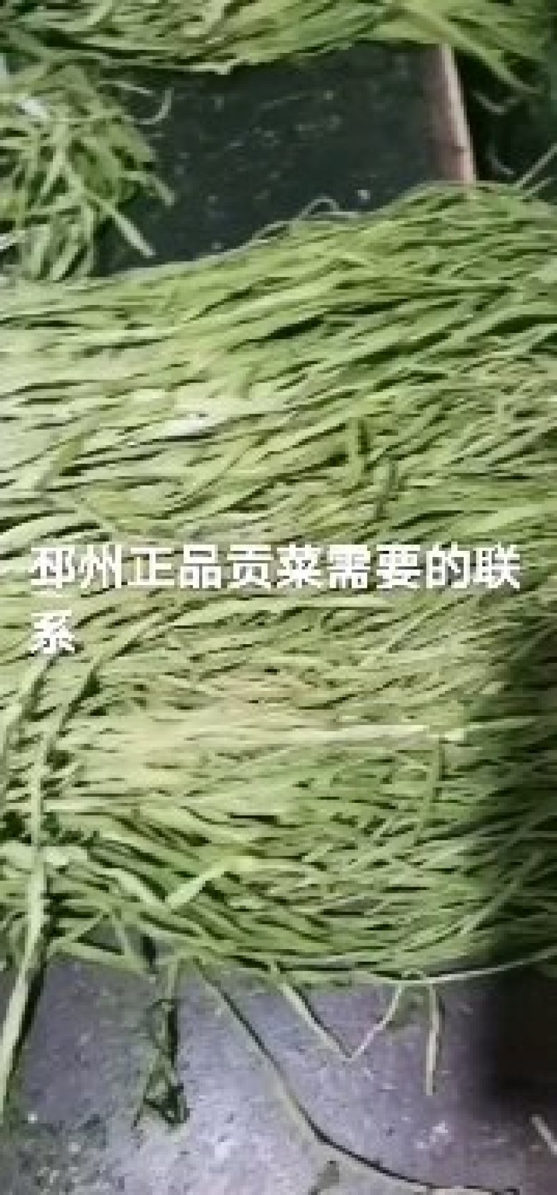 贡菜，味道和海蜇一样的贡菜，产地直销，量大从优