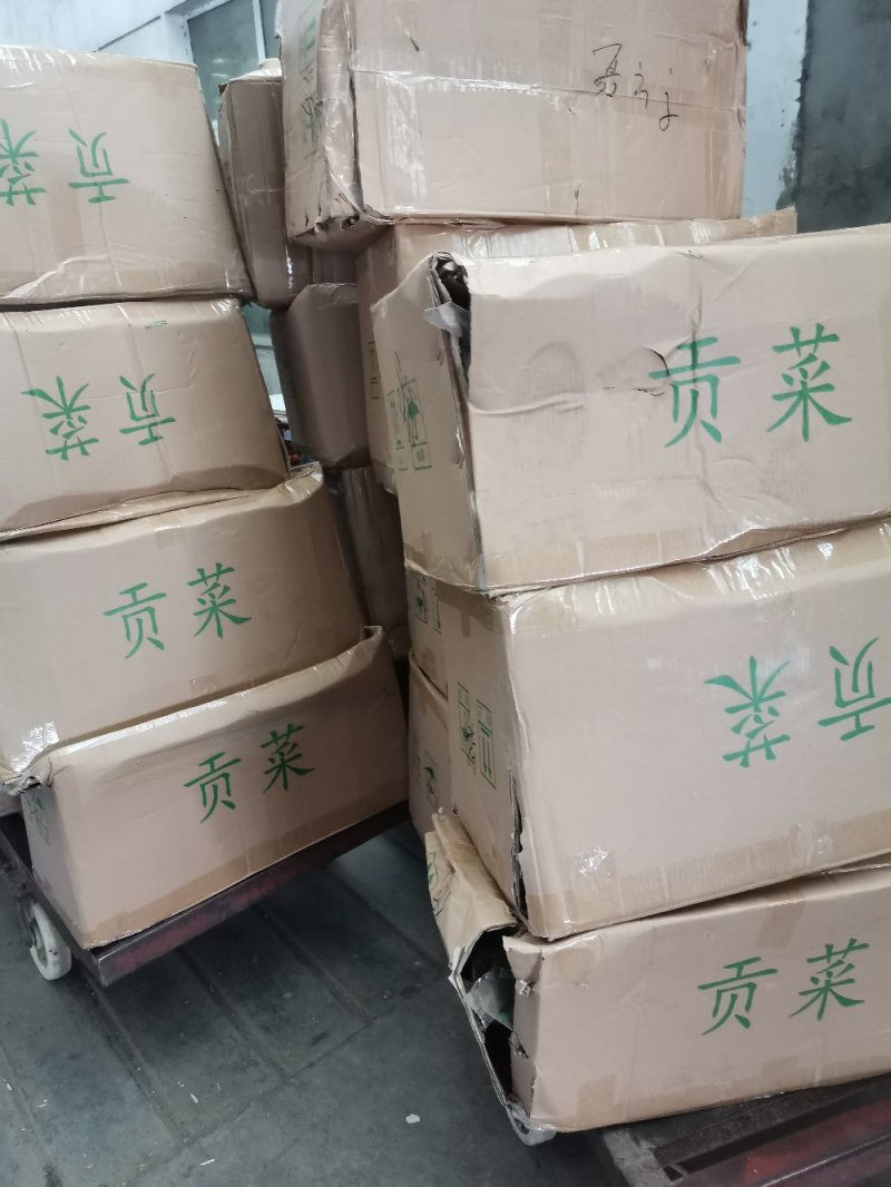 贡菜，味道和海蜇一样的贡菜，产地直销，量大从优