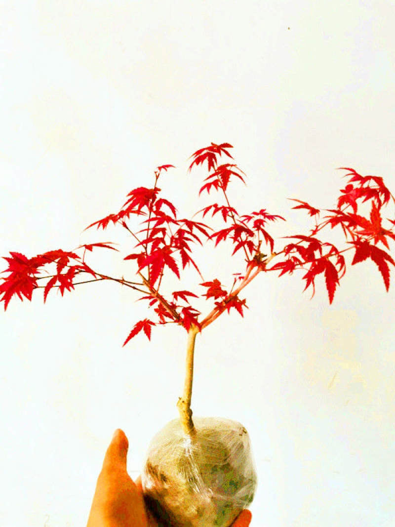 矮桩红枫盆景日本红枫红舞姬