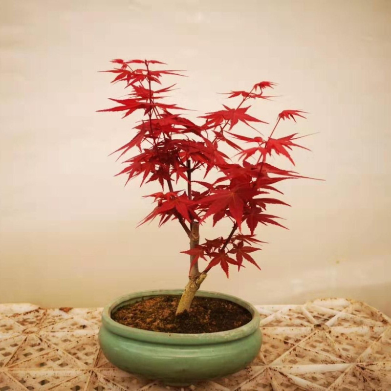 矮桩红枫盆景日本红枫红舞姬