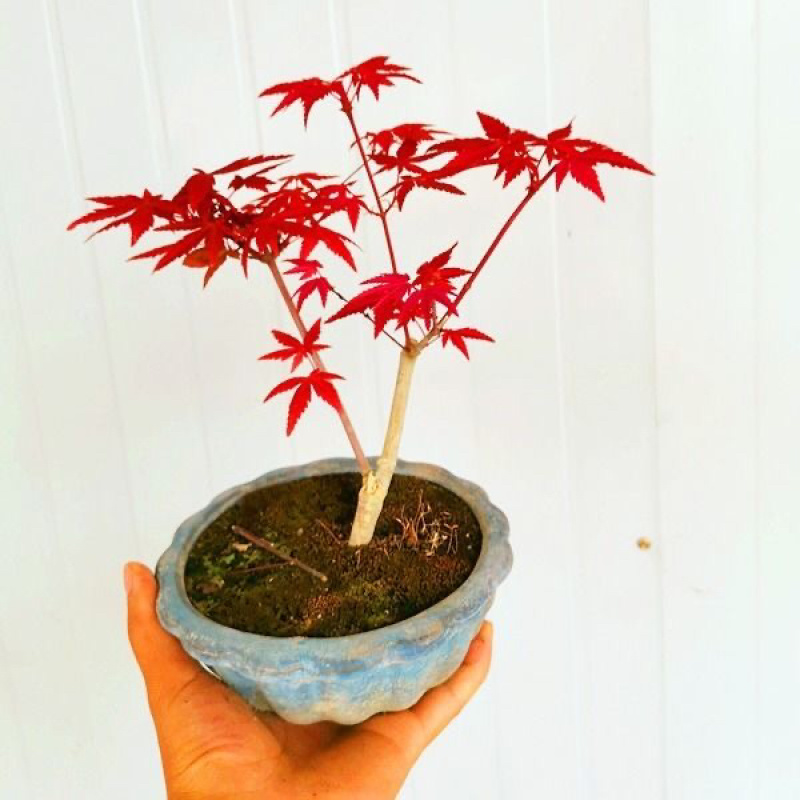 矮桩红枫盆景日本红枫红舞姬