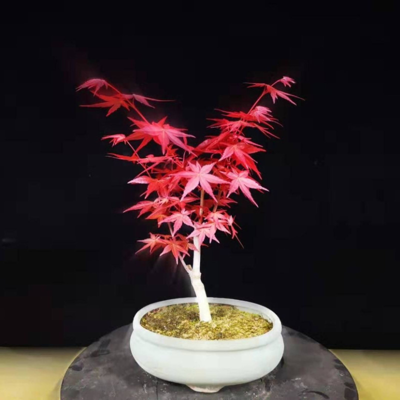 矮桩红枫盆景日本红枫红舞姬