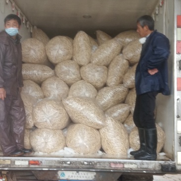 鱼腥草专业直发**产源