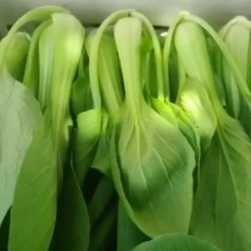 代收蔬菜