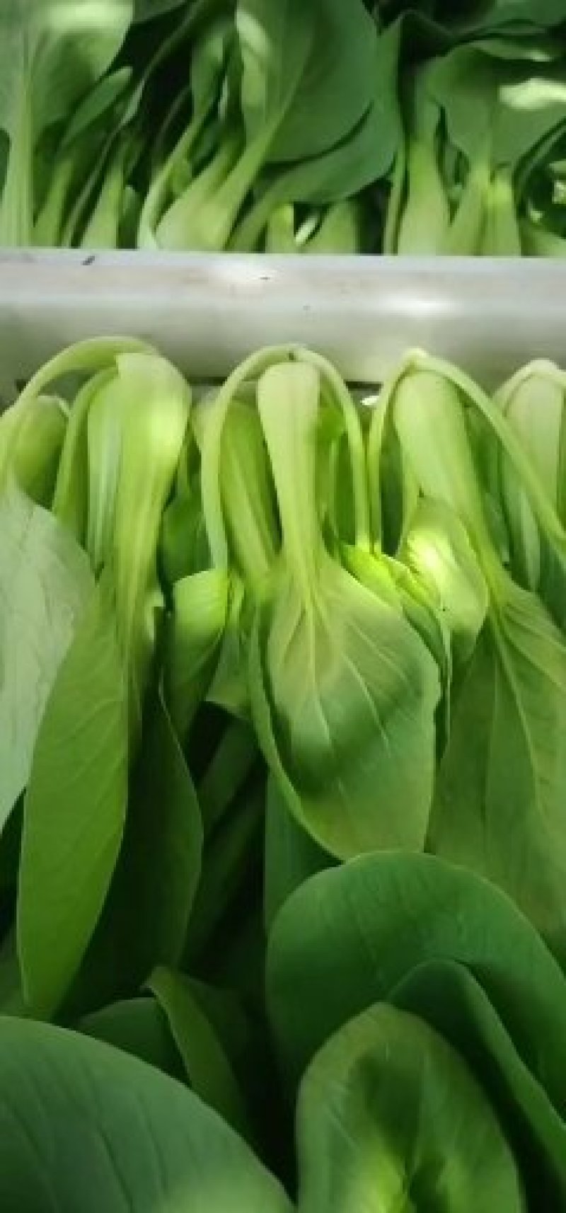 代收蔬菜
