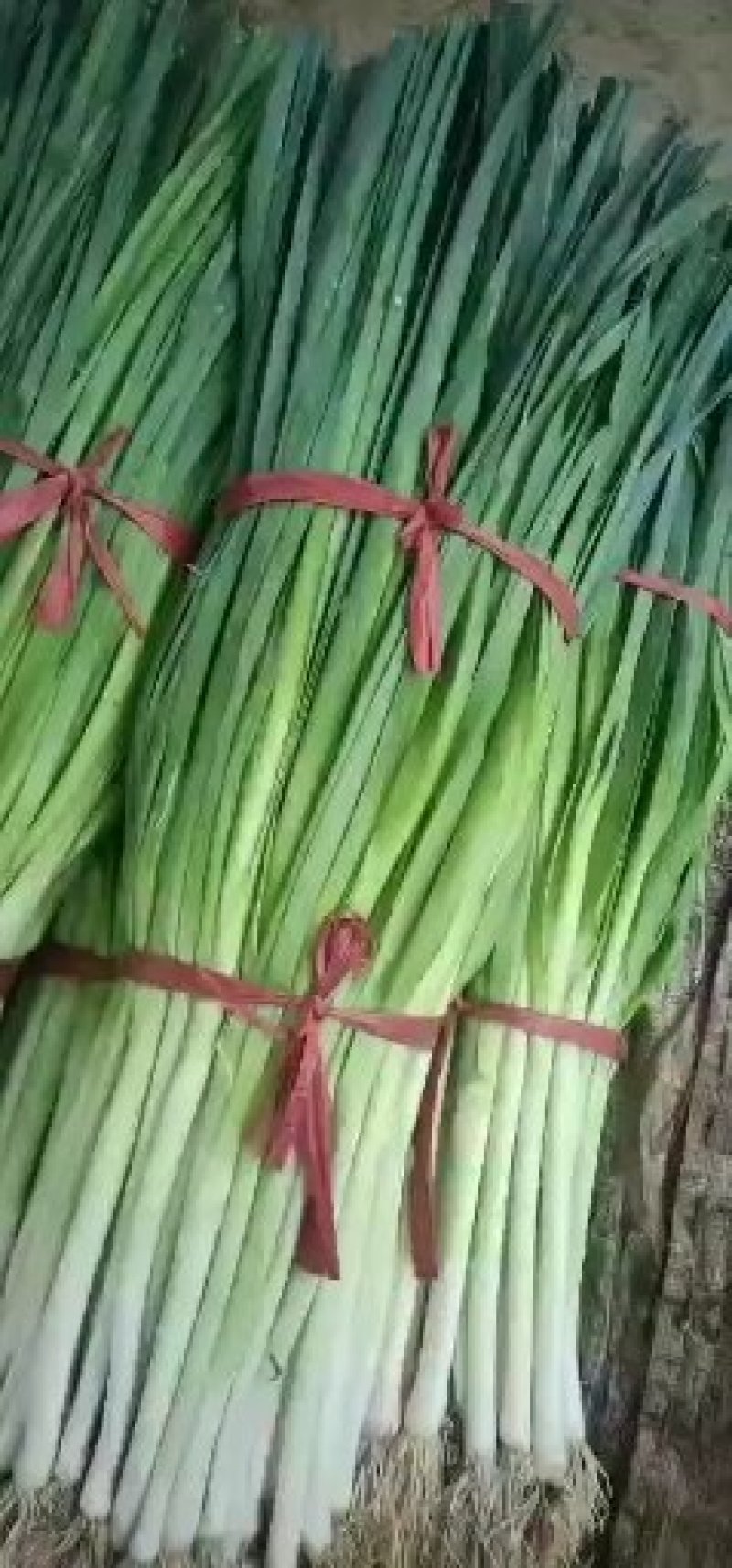 代收蔬菜
