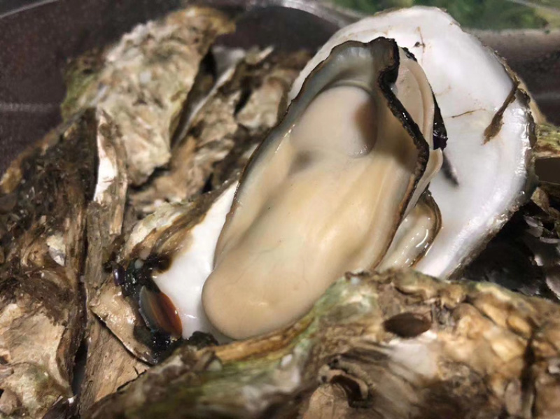 台山或珠海生蚝，巨肥美长期大量供货