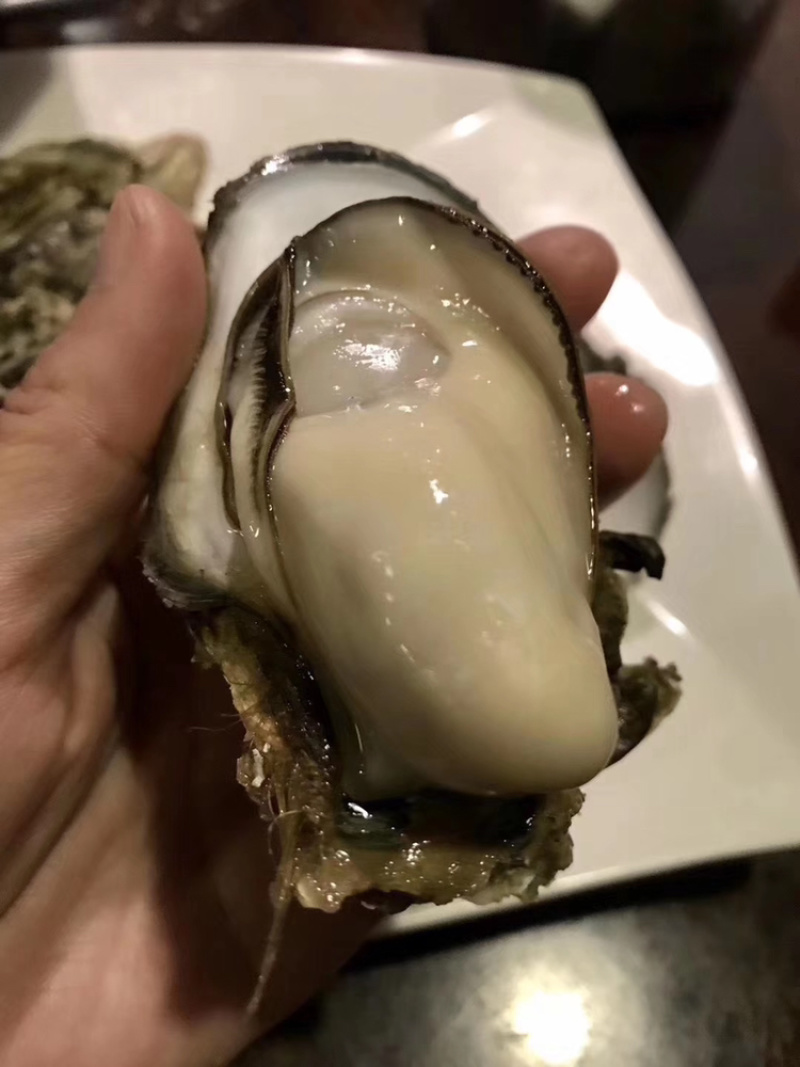 台山或珠海生蚝，巨肥美长期大量供货