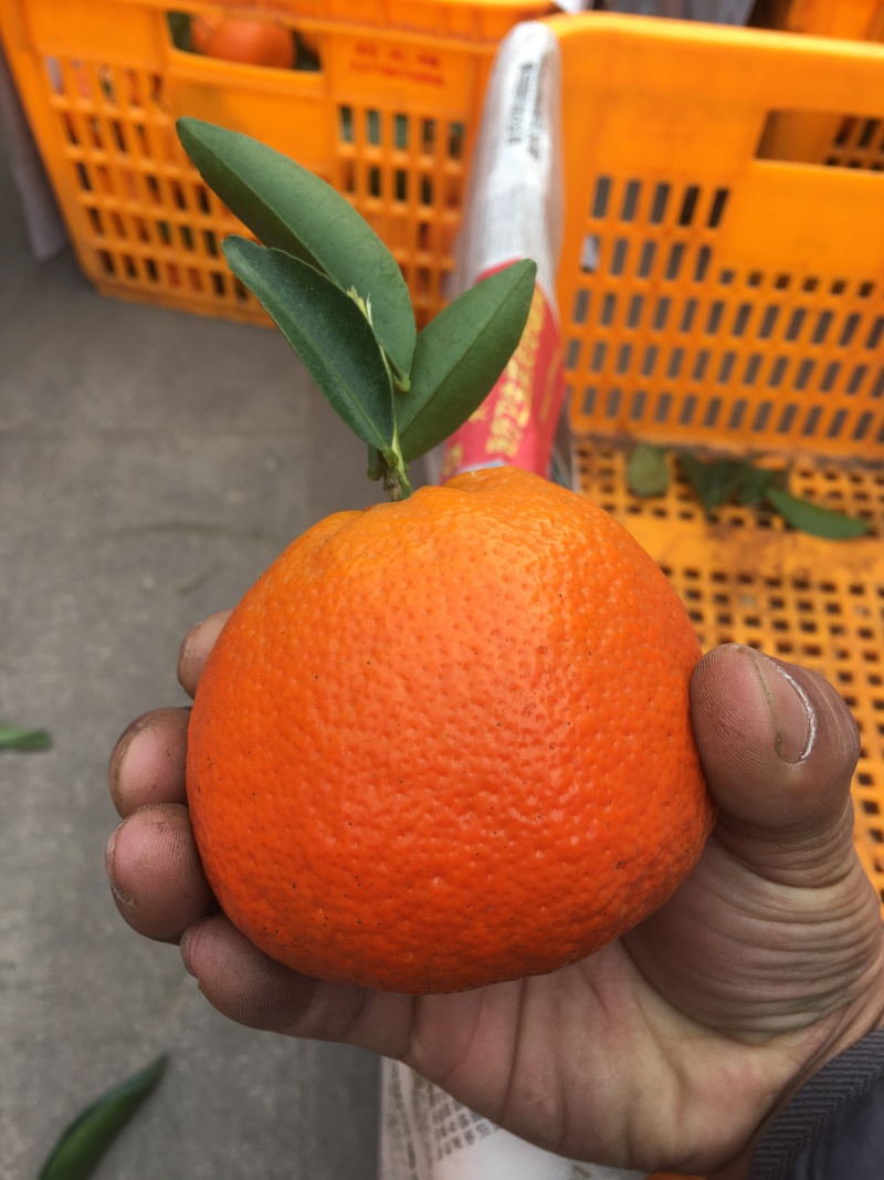 默科特柑橘