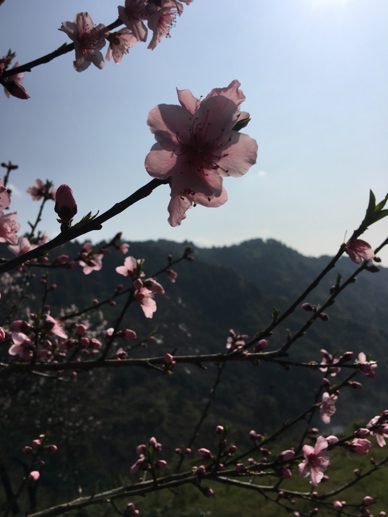 默科特柑橘