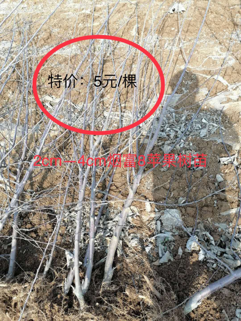 烟富6、7、8、10号树苗苹果树苗基地**
