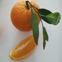 福建平和产的橙子夏橙香橙早橙可视频订购
