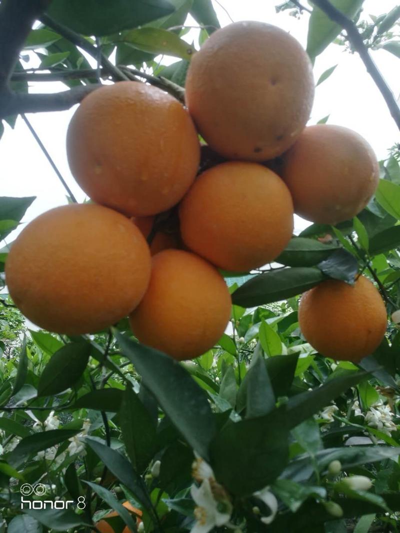 福建平和产的橙子夏橙香橙早橙可视频看货订购