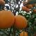 福建平和产的橙子夏橙香橙早橙可视频看货订购