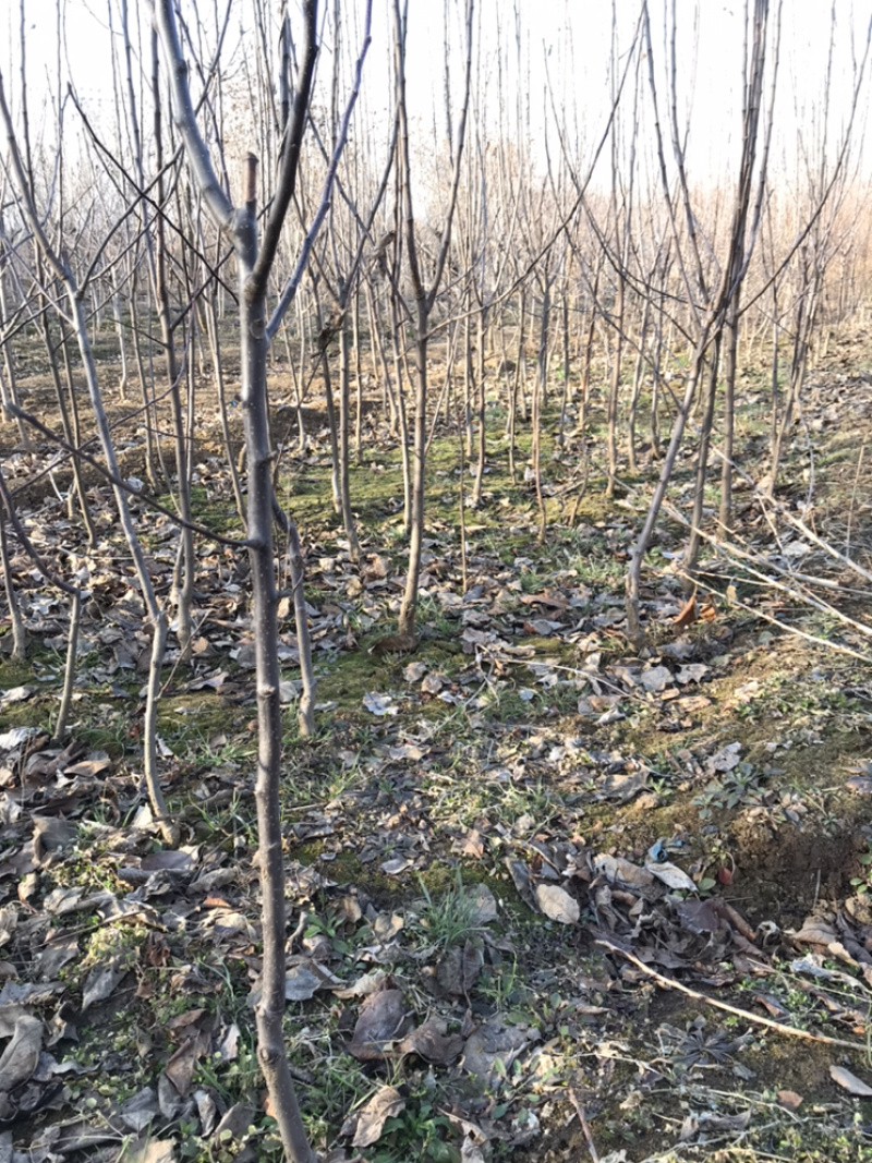 烟富6、7、8、10号树苗苹果树苗基地**
