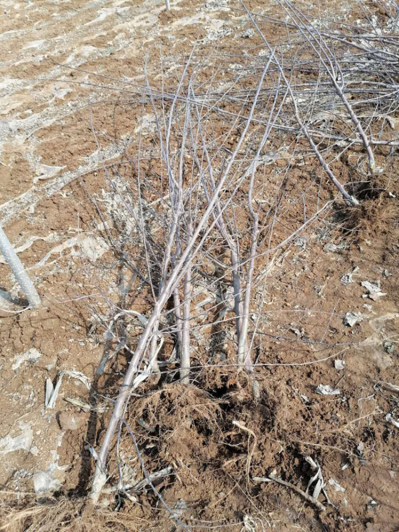 烟富6、7、8、10号树苗苹果树苗基地**