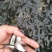 巴沙鱼苗，技术出产优质良种苗种，生长速度快。