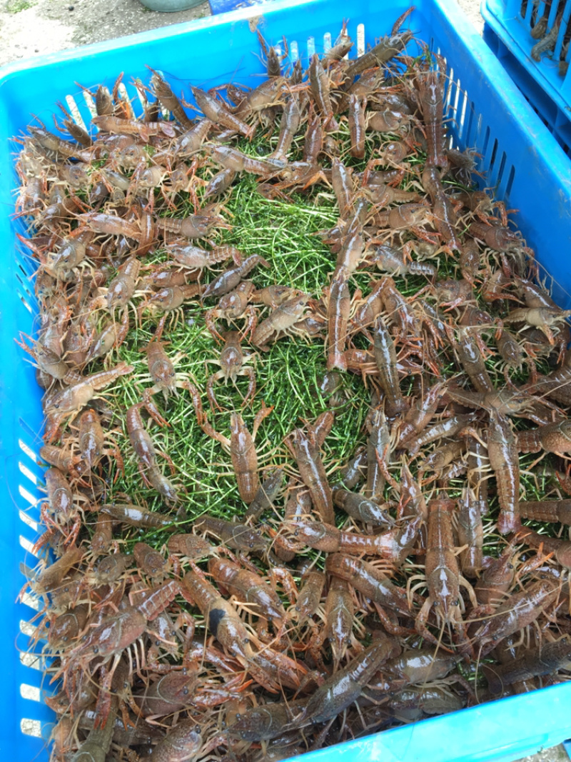 洪泽湖畔虾蟹伊乐藻有根好成活