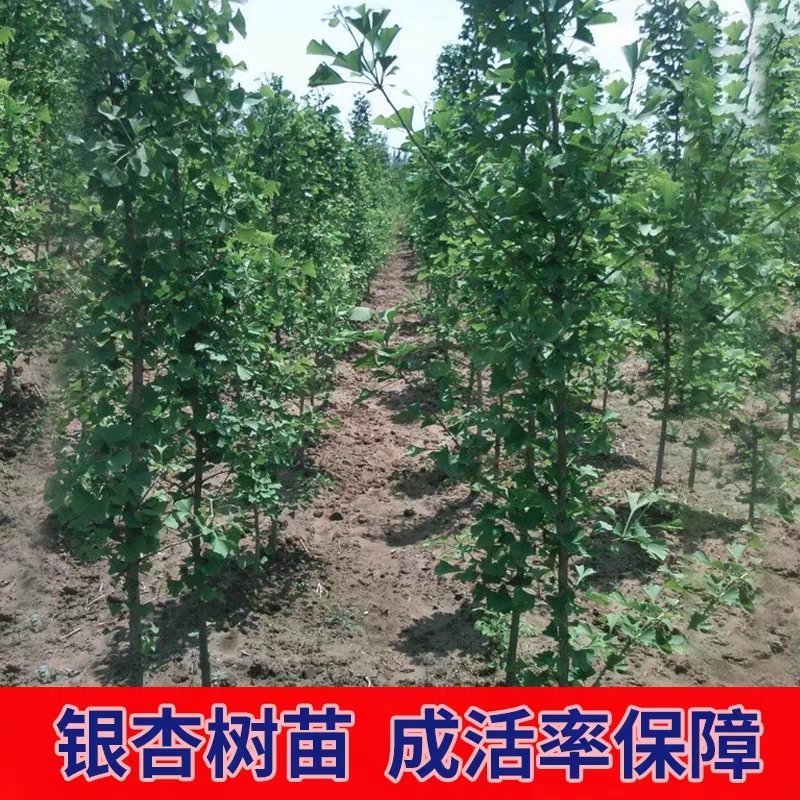 金叶银杏树苗苗圃直销，包成活保证质量现挖现发