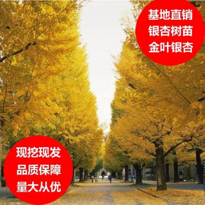 金叶银杏树苗苗圃直销，包成活保证质量现挖现发