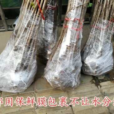金叶银杏树苗苗圃直销,包成活保证质量现挖现发
