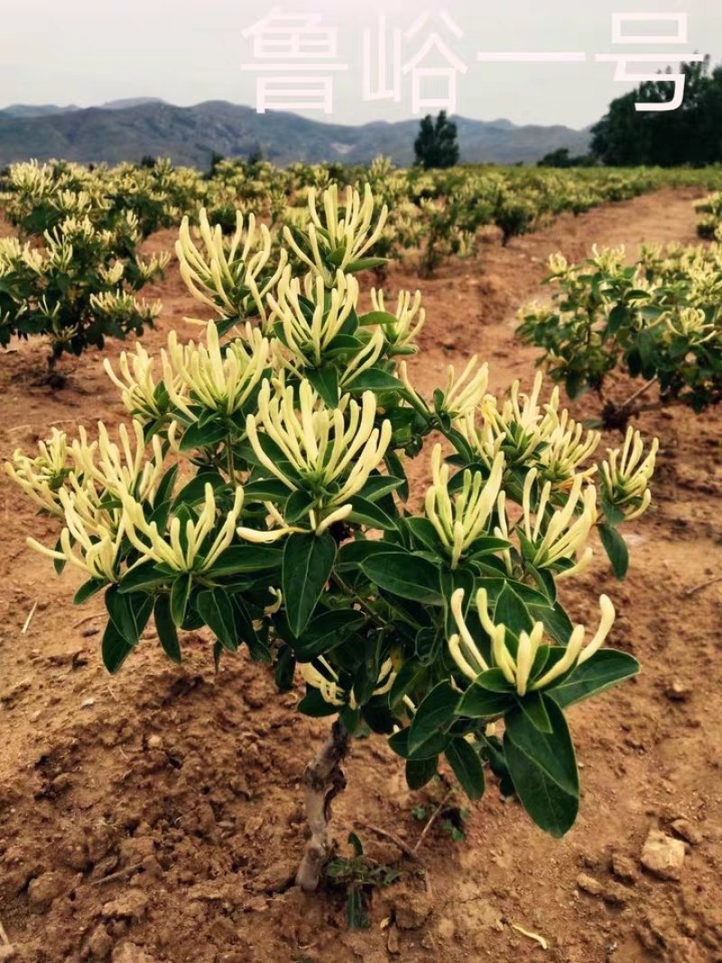 中金1号四季金银花，白色红色现挖现卖，苗圃直销，包纯正