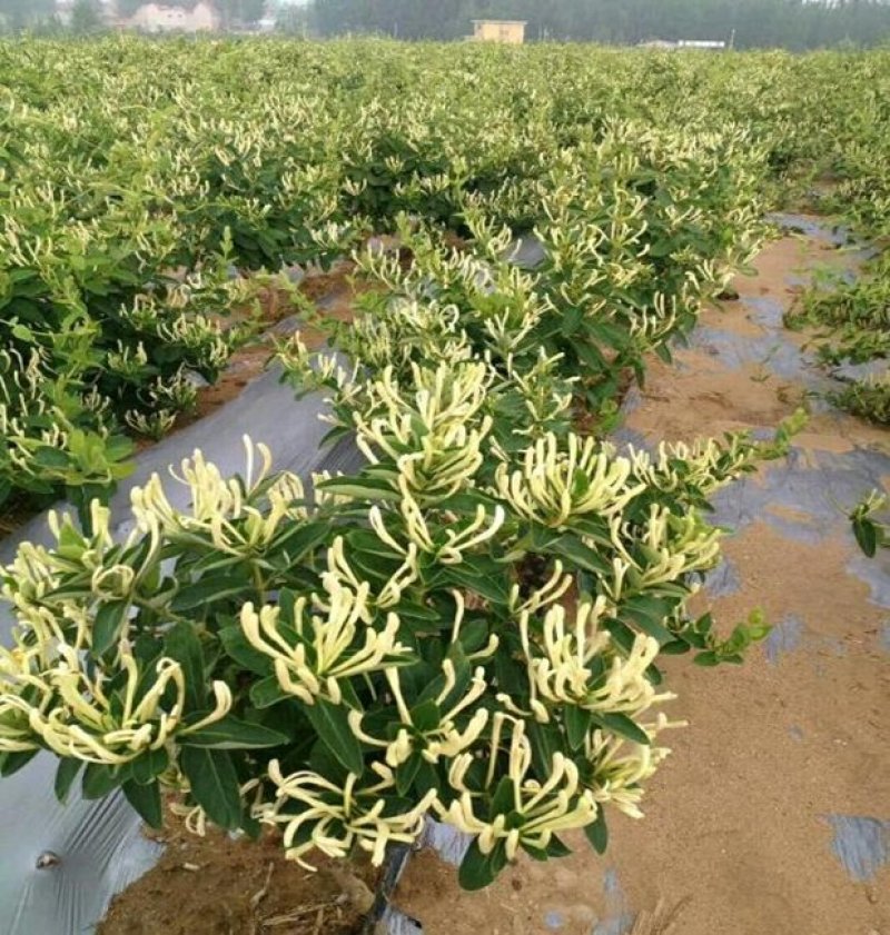 中金1号四季金银花，白色红色现挖现卖，苗圃直销，包纯正