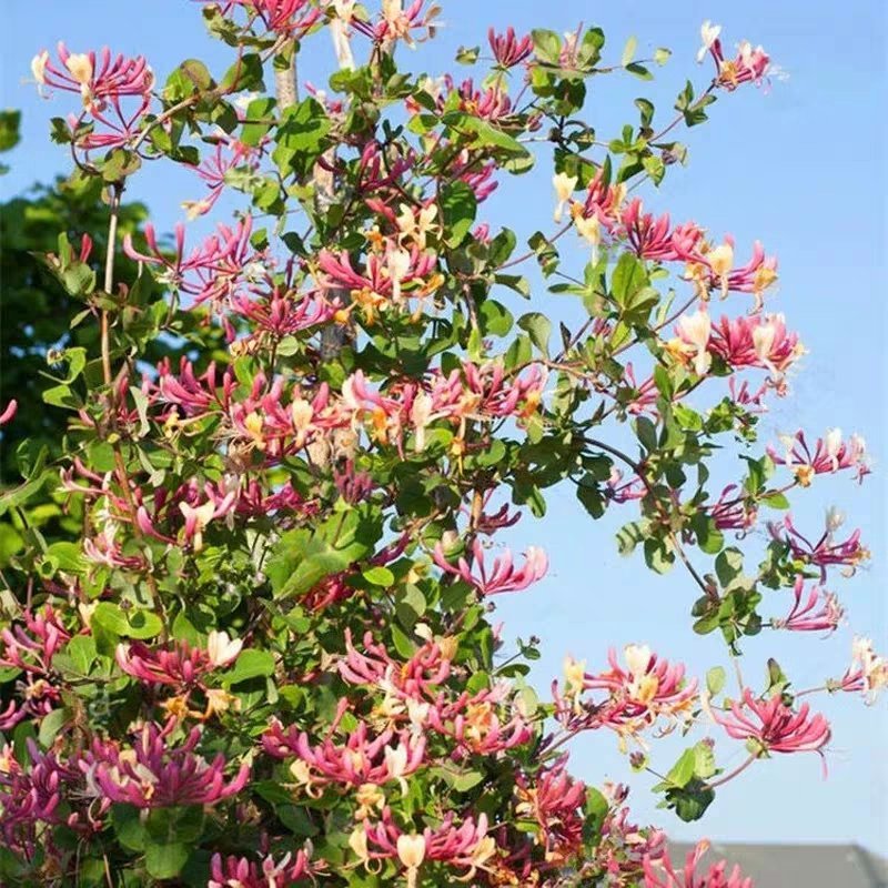 中金1号四季金银花，白色红色现挖现卖，苗圃直销，包纯正