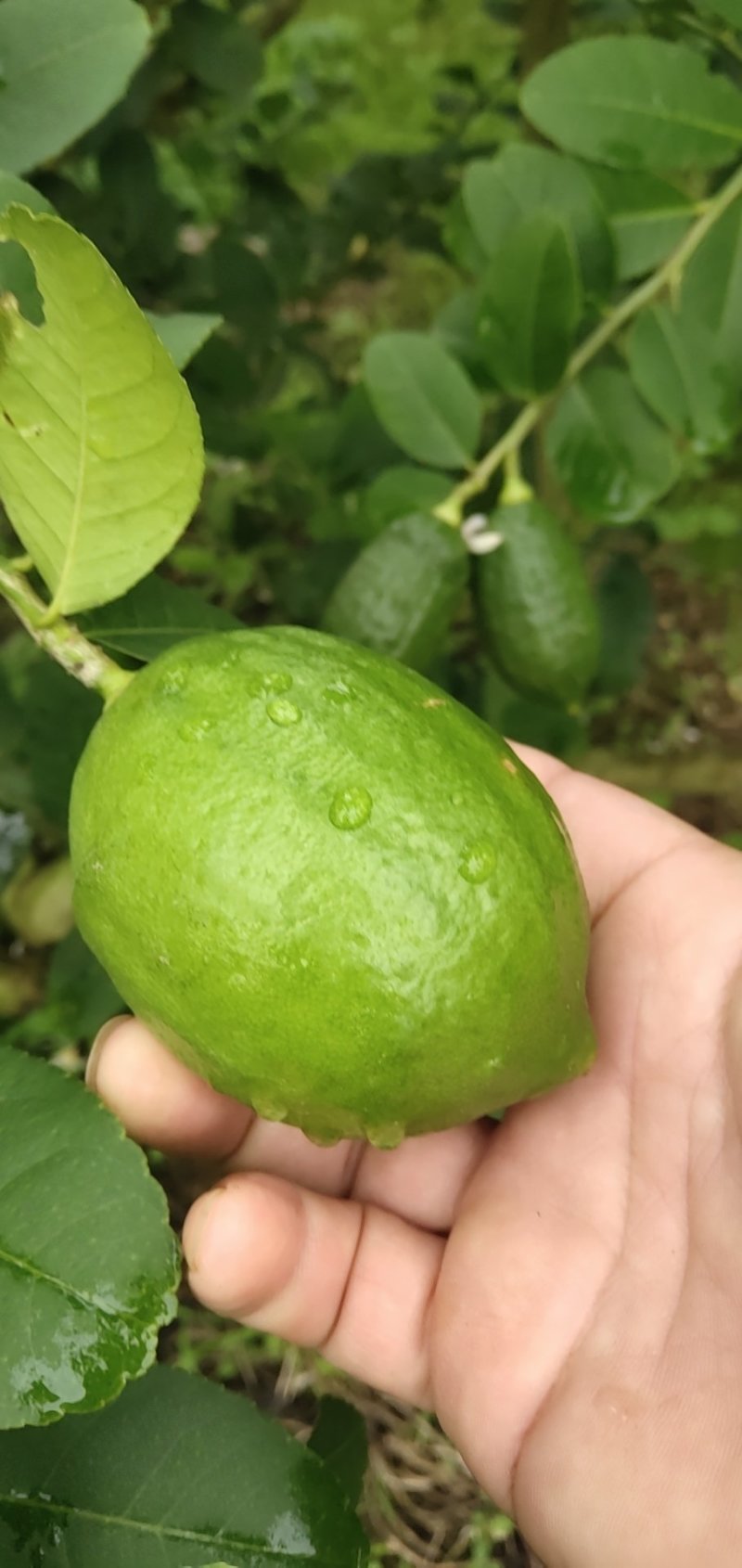 香水柠檬5斤起包邮，果园直供，全国包邮，每天现摘现发