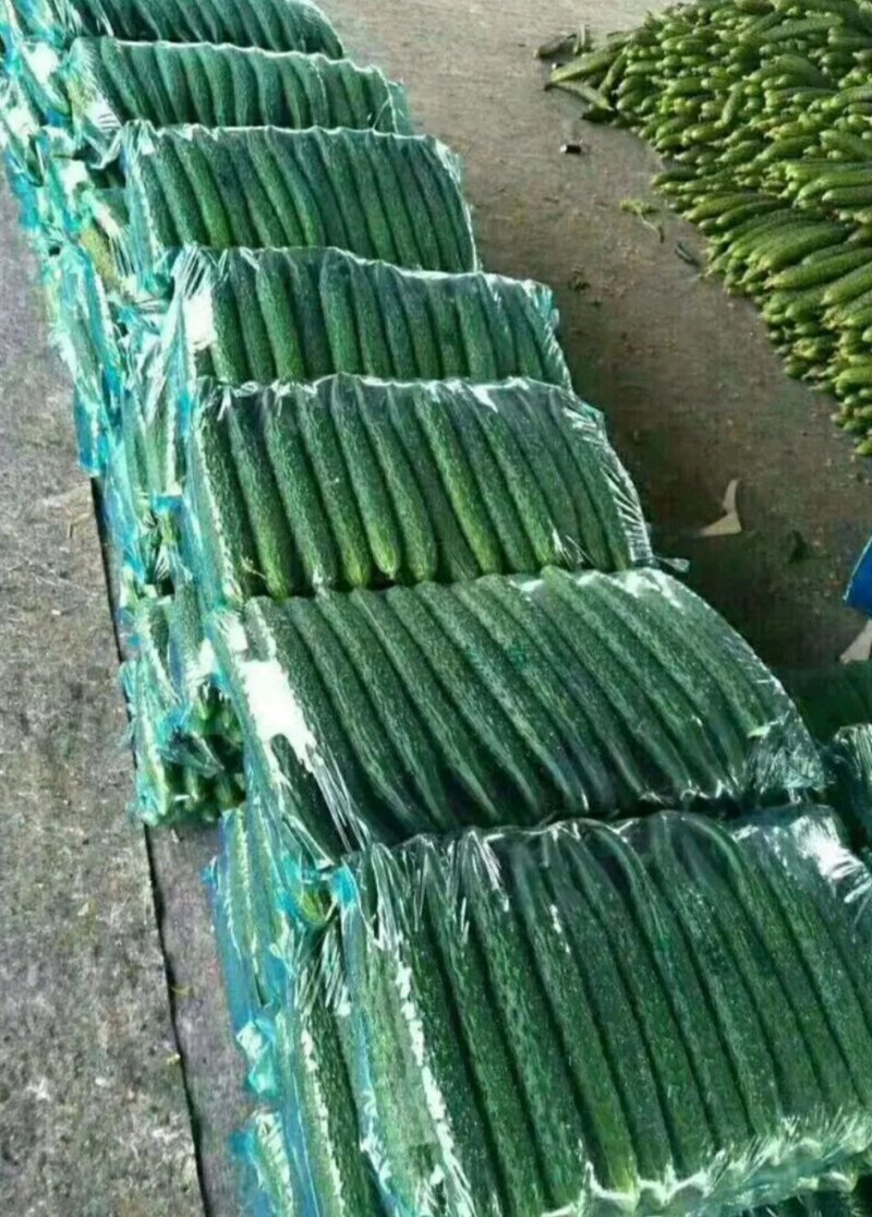 万亩黄瓜基地电商超市市场全国发货密刺油瓜青瓤青肉
