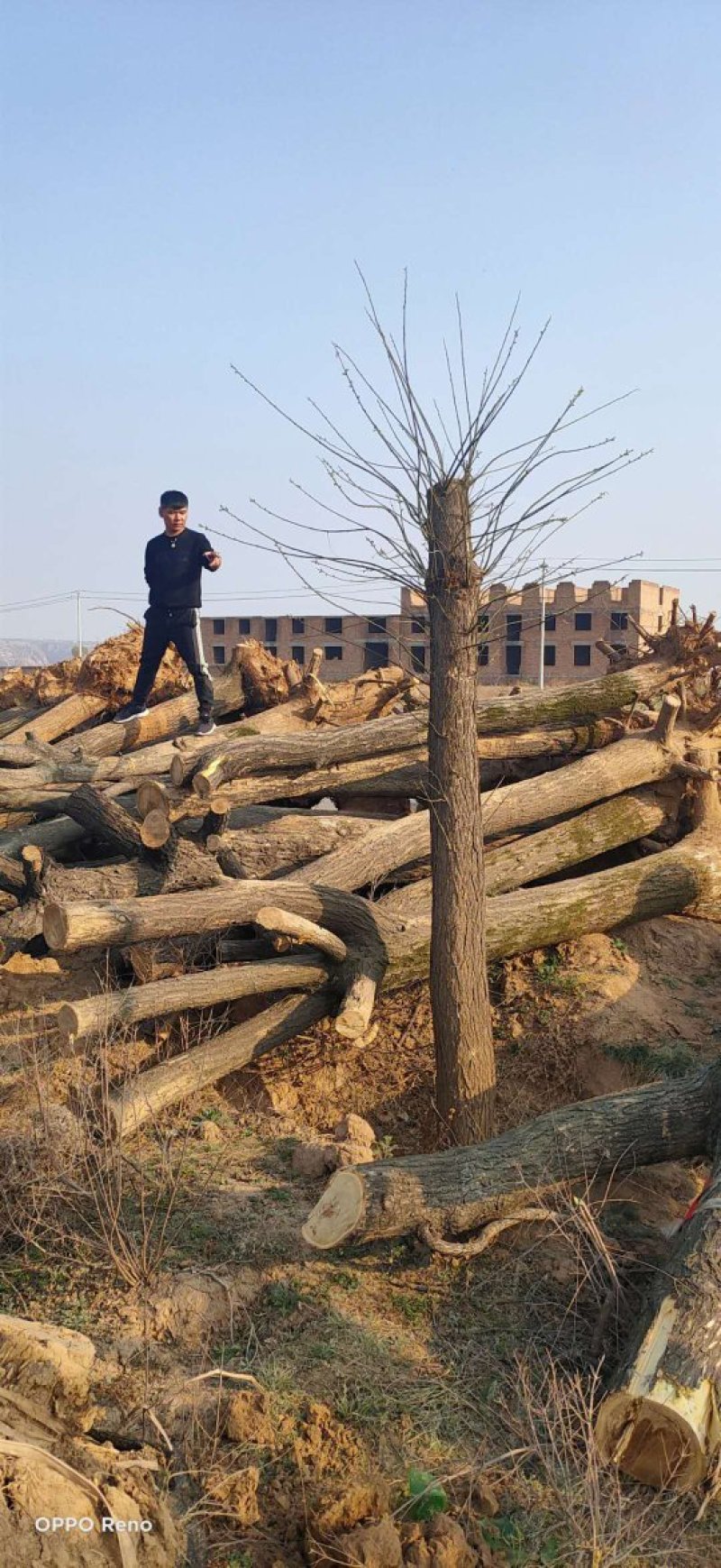 大量供应18-40公分裸根截杆国槐树实地照片质量如图