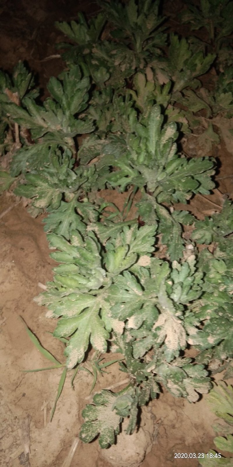 菊花苗