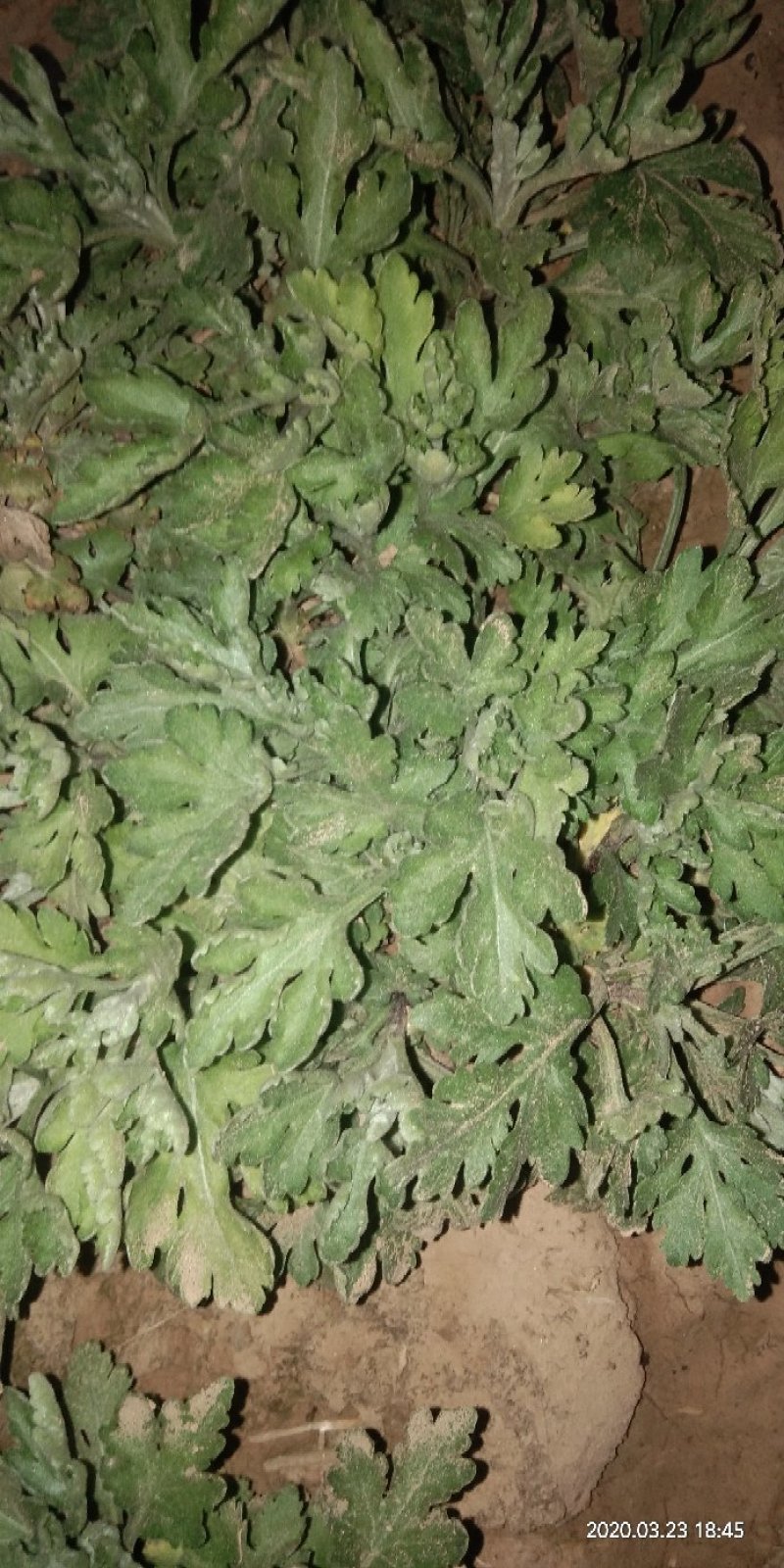 菊花苗