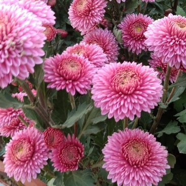 菊花苗