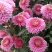 菊花苗