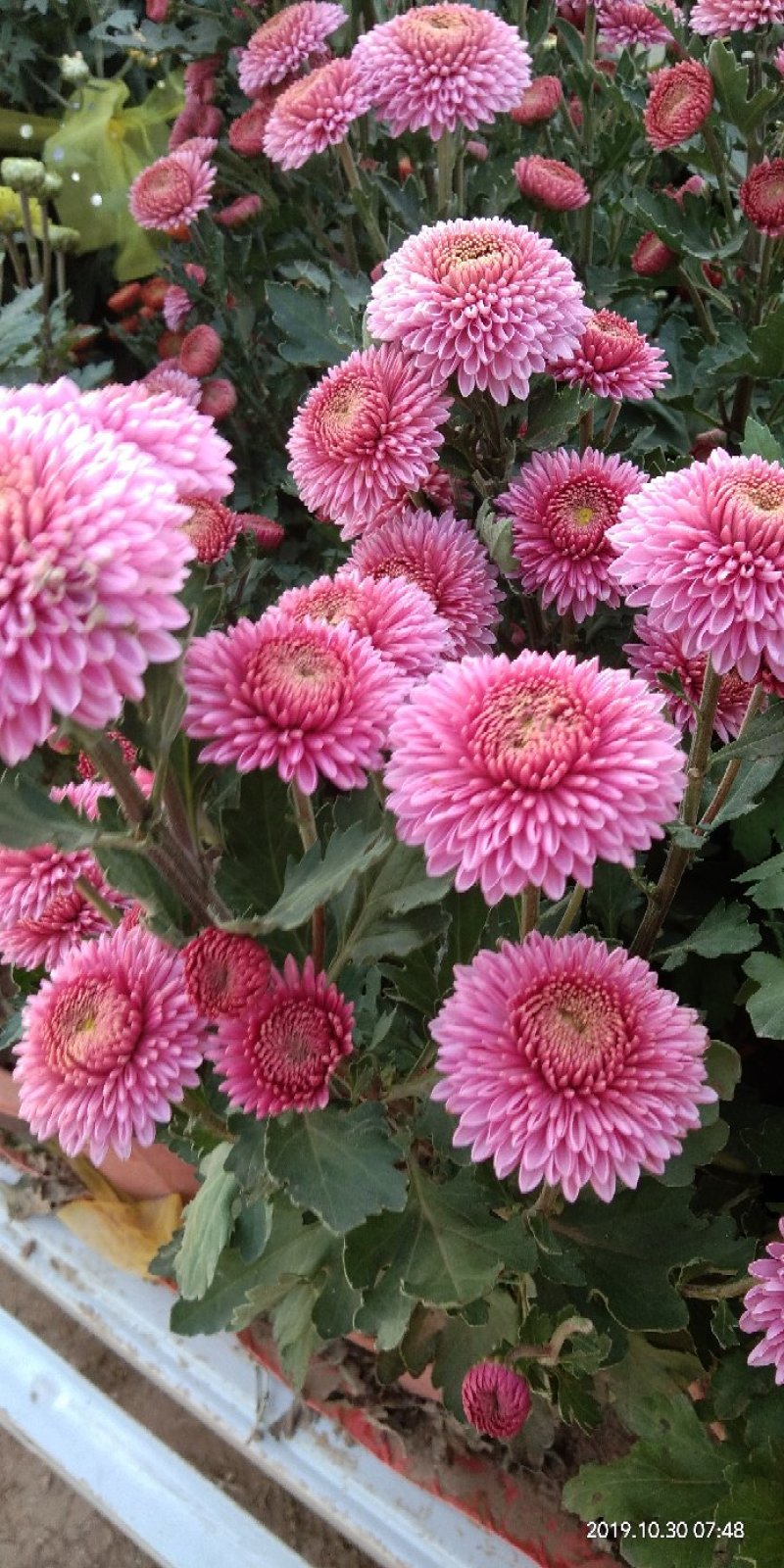 菊花苗